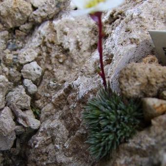 Saxifraga marginata var. karadzicensis