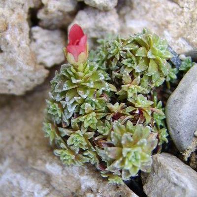 Saxifraga [Conspecta Group] 'Paul Gaughin' - 