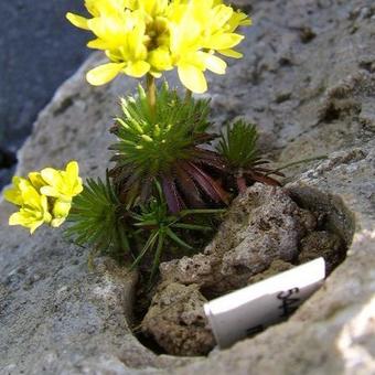 Draba dedeana subsp. mawii