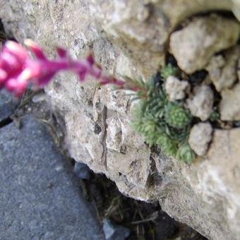 Saxifraga sempervivum form stenophylla