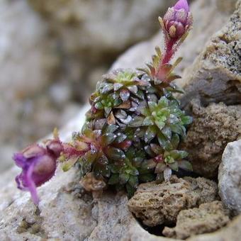 Saxifraga x anglica 'Arthur'