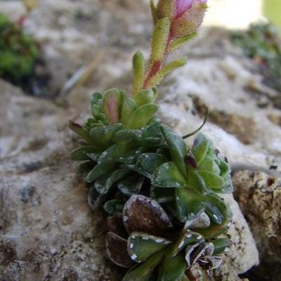 Saxifraga 'Antonin Dvorak' - 