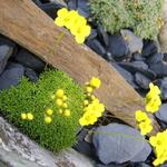 Draba rigida - 