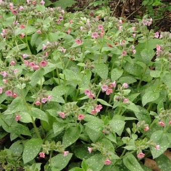 Pulmonaria officinalis