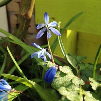 Scilla siberica 'Spring Beauty'