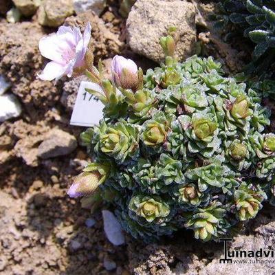 Saxifraga x arco-valleyi 'Hocker's Edge' - 