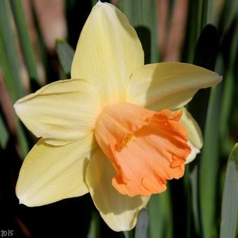 Narcissus 'Fortune'