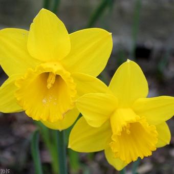 Narcissus 'Dutch Master'