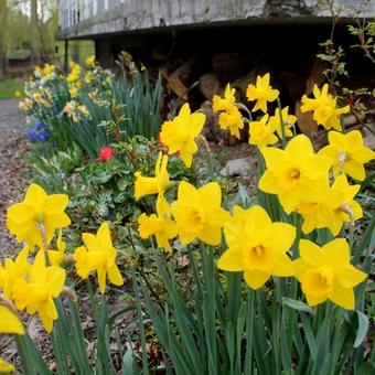 Narcissus 'Dutch Master'