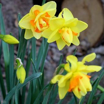 Narcissus 'Tahiti'