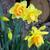 Narcissus 'Tahiti'