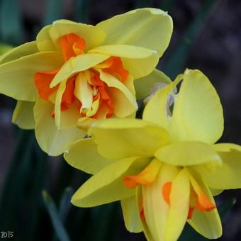 Narcissus 'Tahiti'