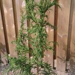 Cryptomeria japonica 'Rasen' - 