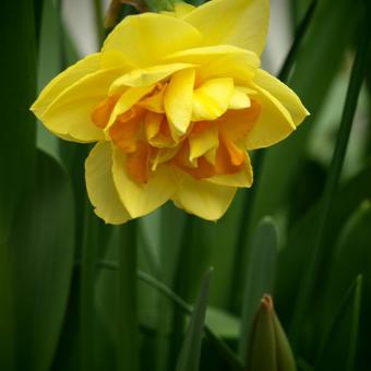 Narcissus 'Tahiti'