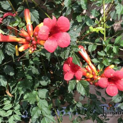 Campsis x tagliabuana 'Madame Galen' - 