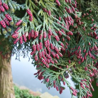 Chamaecyparis lawsoniana