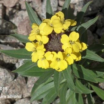 Erysimum x allionii