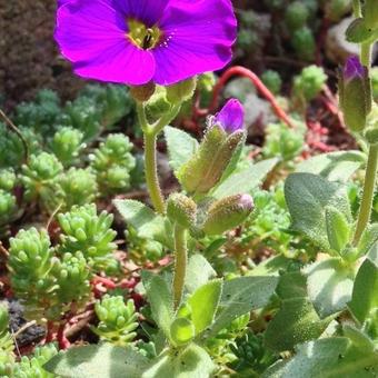 Aubrieta gracilis 'KITTE Purple'