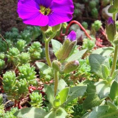 Aubrieta gracilis 'KITTE Purple' - 