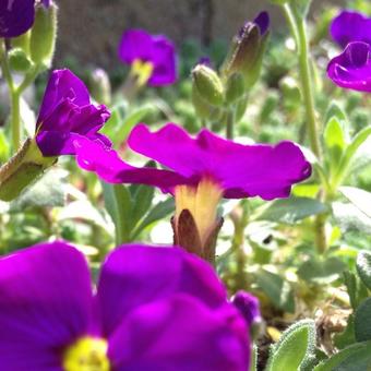 Aubrieta gracilis 'KITTE Purple'