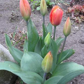 Tulipa 'Flair'