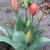 Tulipa 'Flair'