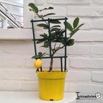 Citrus limon x Citrus fortunella - 