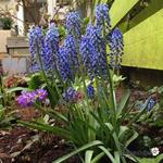 Muscari 'Big Smile' - 