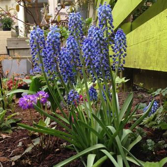 Muscari 'Big Smile'