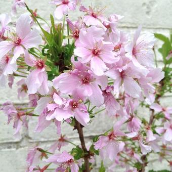 Prunus nipponica 'Brilliant'