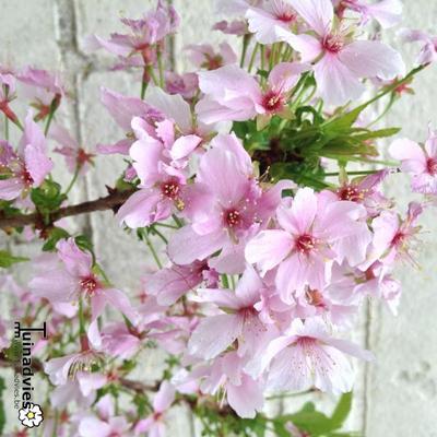 Prunus nipponica 'Brilliant' - 