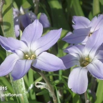 Ipheion uniflorum