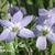 Ipheion uniflorum