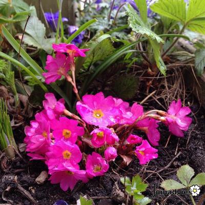 Primula rosea 'Gigas' - Primula rosea 'Gigas'