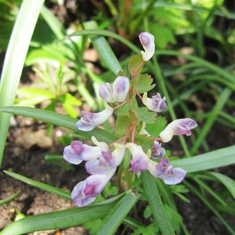 Corydalis solida