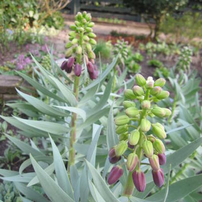 Fritillaria persica - 