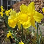 Narcissus - 