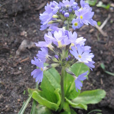 Primula denticulata var. cachemiriana