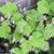 Tiarella cordifolia 'Eco Running Tapestry'