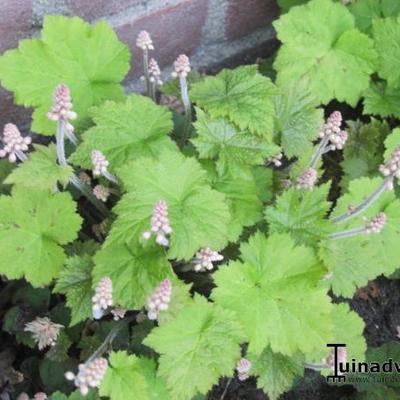 Tiarella cordifolia 'Eco Running Tapestry' - 