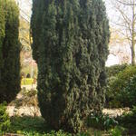 Taxus baccata 'Fastigiata Aureomarginata'  - 