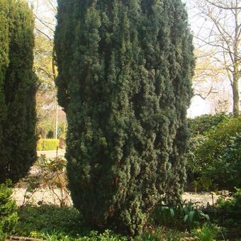 Taxus baccata 'Fastigiata Aureomarginata'