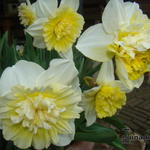 Narcissus 'Obdam' - 