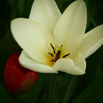 Tulipa 'Purissima'