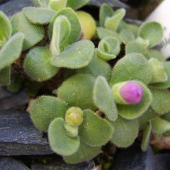 Primula allionii 'Marjorie Wooster'