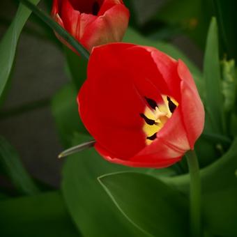 Tulipa