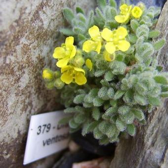 Draba ventosa