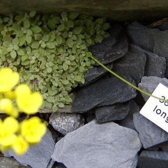 Draba longisiliqua