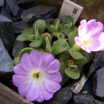 Primula allionii 'Marjorie Wooster'