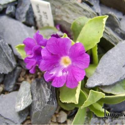 Primula allionii 'Mrs. Peggy Wilson' - 